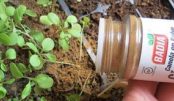 canela_-_plantas_-_novo_ed