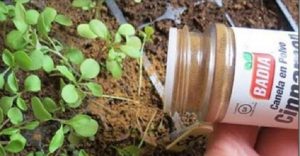 canela_-_plantas_-_novo_ed