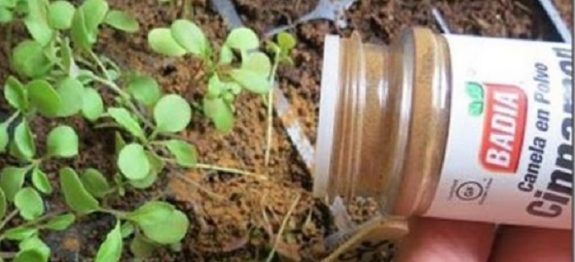 canela_-_plantas_-_novo_ed