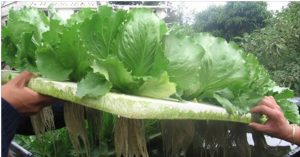 horta_-_agua