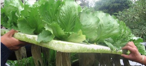 horta_-_agua