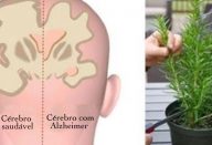 plantas_-_alzheimer
