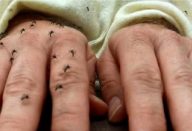 repelente_-_dengue_e_zika_-_cura_pela_natureza_0