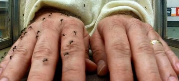 repelente_-_dengue_e_zika_-_cura_pela_natureza_0