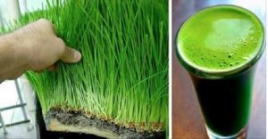 suco_de_grama_de_trigo_edit_ed