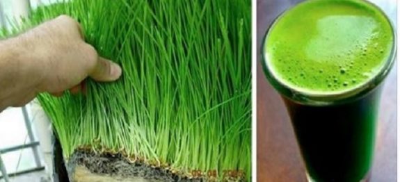 suco_de_grama_de_trigo_edit_ed