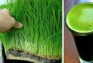 suco_de_grama_de_trigo_edit_ed