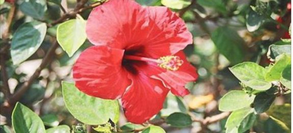 cef64509f57861cc911210ad25125161