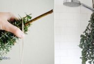 eucalipto_-_chuveiro-610×300