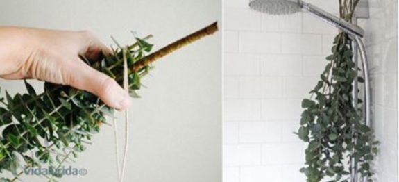 eucalipto_-_chuveiro-610×300