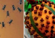 moscas_-_cravo_e_limao-610×300