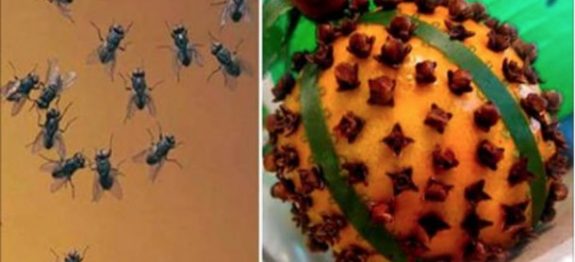 moscas_-_cravo_e_limao-610×300