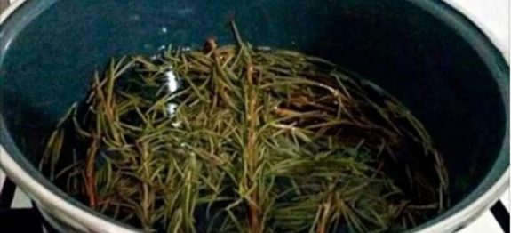 barriga_-_ervas_medicinais-610×300