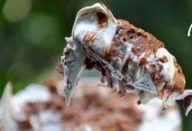 bda72ad19b8f58379f7efc902a8bc361