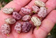 ESTA FRUTA É CADA VEZ MAIS PROCURADA PORQUE FREIA O DIABETES NORMALIZA PRESSÃO E AJUDA PERDER PESO