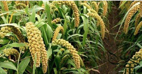 9 alimentos que você deve comer mais depois de completar 40 anos…Ver mais