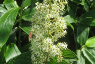 Conheça a planta que “desliga” a fome e faz você perder peso e barriga