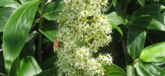 Conheça a planta que “desliga” a fome e faz você perder peso e barriga