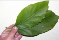 Esta folha ajuda a produzir insulina, limpa os rins, elimina ácido úrico e regula a pressão arterial.. Ver mais