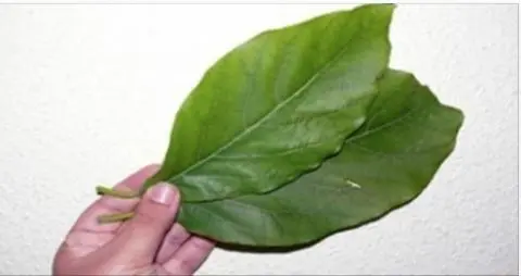 Esta folha ajuda a produzir insulina, limpa os rins, elimina ácido úrico e regula a pressão arterial.. Ver mais