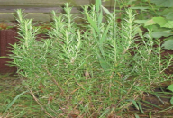 Algumas folhas por dia – isso pode ser a solução para quem sofre com estas 5 doenças.