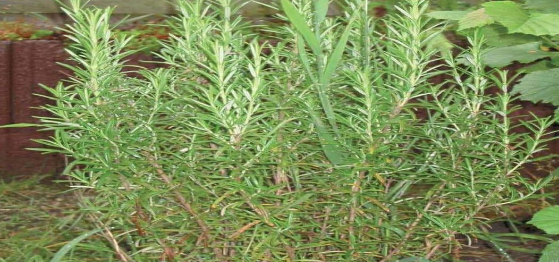 Algumas folhas por dia – isso pode ser a solução para quem sofre com estas 5 doenças.