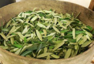 Com várias citações na Bíblia, esta planta combate herpes, diabetes, derrame, hipertensão e Alzheimer