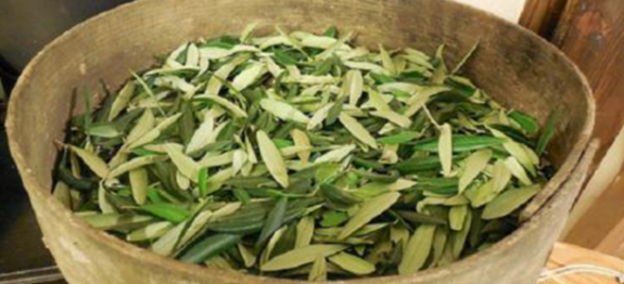 Com várias citações na Bíblia, esta planta combate herpes, diabetes, derrame, hipertensão e Alzheimer