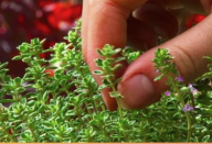 Erva poderosa para quem tem fibromialgia, lúpus, fadiga crônica, esclerose múltipla e artrite reumatoide