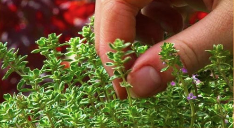 Erva poderosa para quem tem fibromialgia, lúpus, fadiga crônica, esclerose múltipla e artrite reumatoide