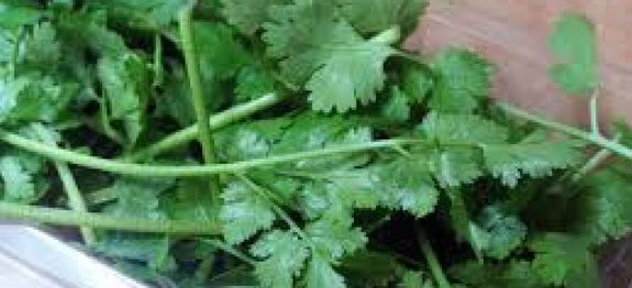 Esta planta limpa fígado, rins, pele, elimina metais pesados