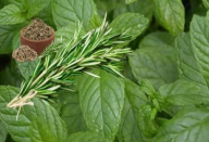 Hortelã com alecrim recupera a cartilagem danificada do quadril e joelhos.