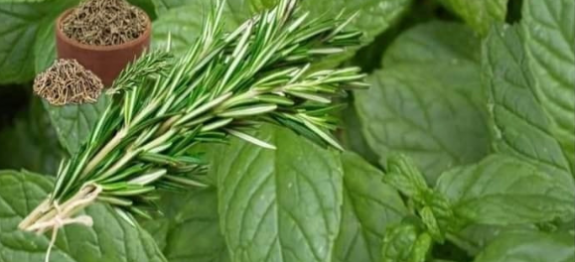 Hortelã com alecrim recupera a cartilagem danificada do quadril e joelhos.