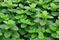 Muita atenção todos os que sofrem de diabetes, pressao alta, insônia, intestino preso