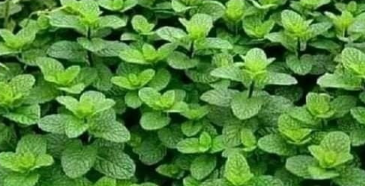 Muita atenção todos os que sofrem de diabetes, pressao alta, insônia, intestino preso