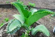 Se tem esta planta na sua casa, você tem um tesouro e não sabe
