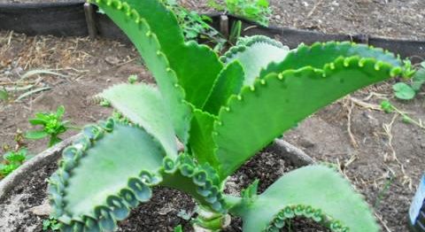 Se tem esta planta na sua casa, você tem um tesouro e não sabe