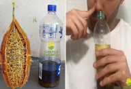 A cura da sinusite com a inalação com a buchinha-do-norte.