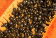 Como usar sementes de mamão para desintoxicar fígado, rins e curar o aparelho digestivo.