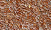 LINHAÇA