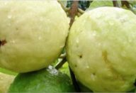 esta fruta cura feridas
