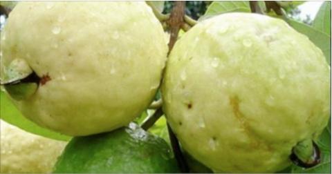 esta fruta cura feridas