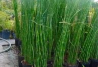 Esta planta é um tesouro e você vai se surpreender com os benefícios dela.