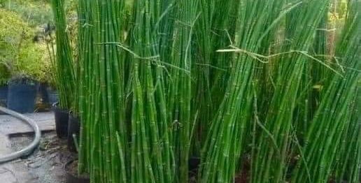 Esta planta é um tesouro e você vai se surpreender com os benefícios dela.