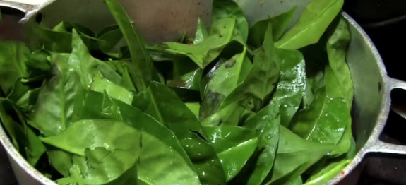 Se você tem esta planta no seu jardim, você tem um superalimento em casa! Ela tem muitos benefícios, é rica em nutrientes e pode até substituir a carne.