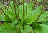 Nunca arranque essa erva! Ela é uma das melhores plantas que você pode ter em seu jardim