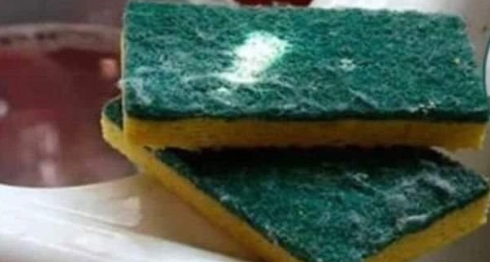 esponja