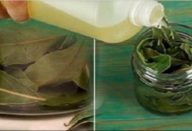 Chamam esta planta de BÊNÇÃO DE DEUS porque faz desaparecer a pressão alta, o diabetes e a gordura no sangue