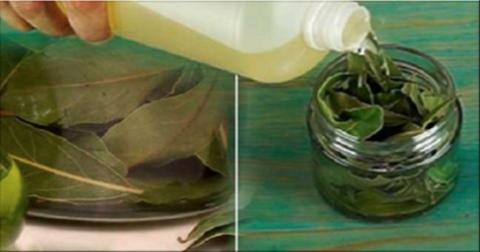 Chamam esta planta de BÊNÇÃO DE DEUS porque faz desaparecer a pressão alta, o diabetes e a gordura no sangue