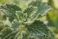 Esta planta cura de forma quase imediata fígado e vesícula e desinflama magicamente o intestino!